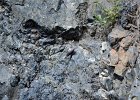 Rotskruiper (Wallcreeper) (Tichodroma muraria) - Yolin Am 22-08-2016 (2)